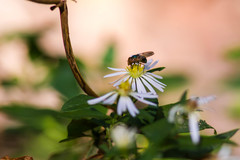 Copestylum vesicularium