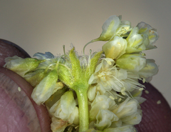 Eriogonum compositum compositum