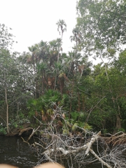 Acoelorraphe wrightii