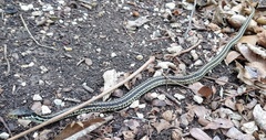 Thamnophis sirtalis annectens