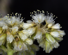 Eriogonum compositum compositum