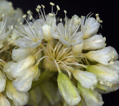 Eriogonum compositum compositum