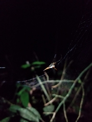 Micrathena militaris