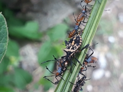 Coreidae