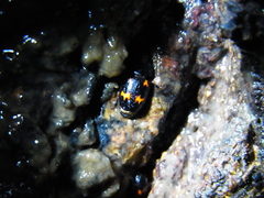 Glischrochilus japonius