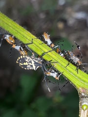 Coreidae