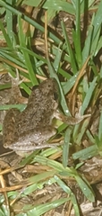 Litoria inermis