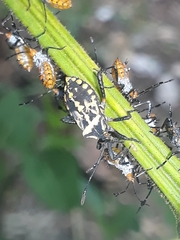 Coreidae