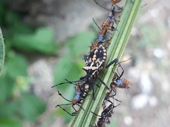 Coreidae