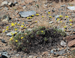 Eriogonum congdonii