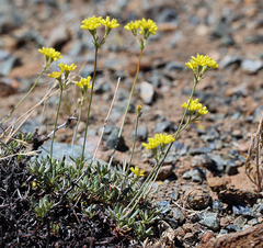 Eriogonum congdonii