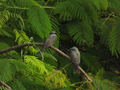 Tyrannus melancholicus