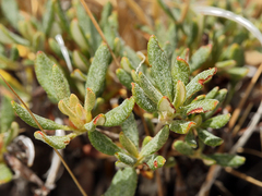Eriogonum congdonii