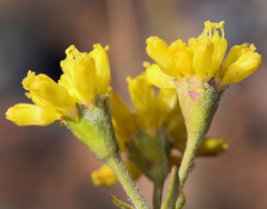 Eriogonum congdonii