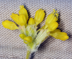 Eriogonum congdonii