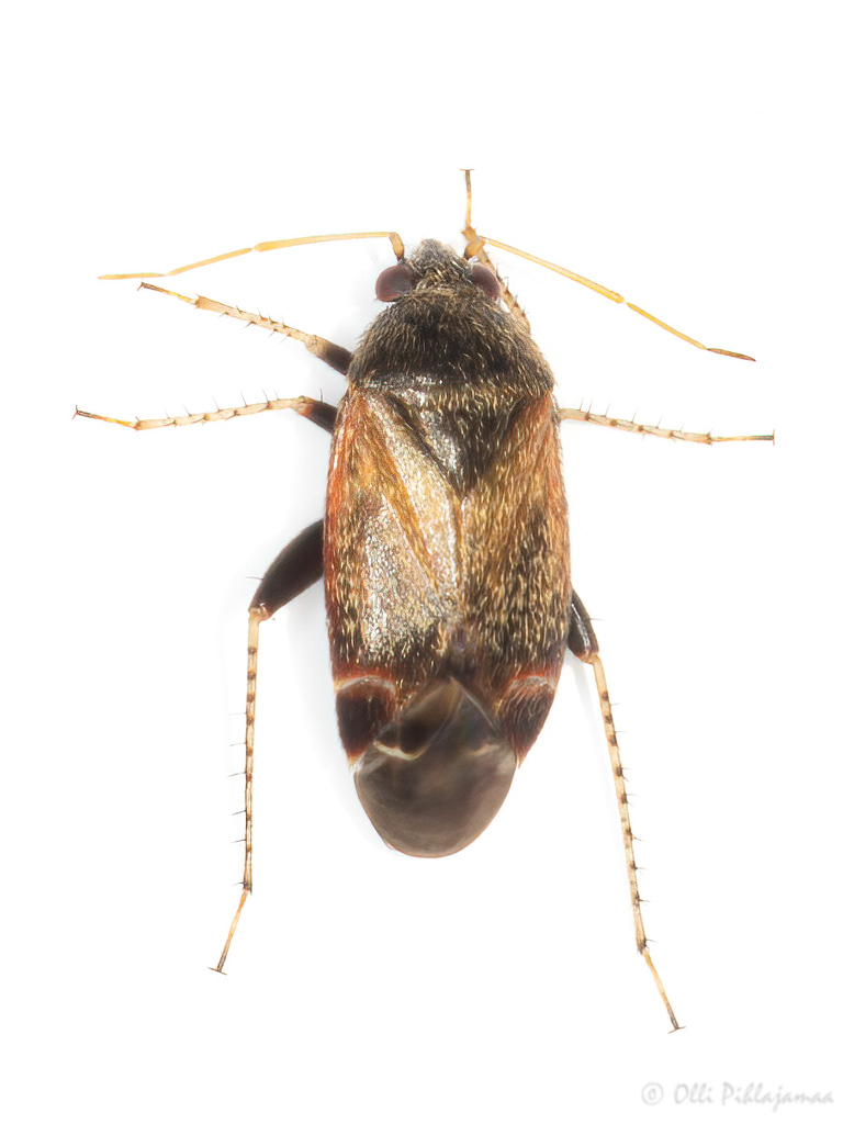 Psallus perrisi
