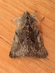 Pleromelloida bonuscula