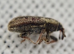 Mecinus circulatus