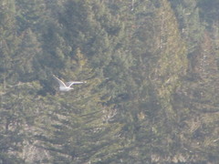 Larus brachyrhynchus