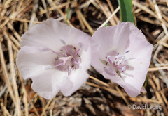 Calochortus minimus