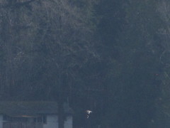 Larus brachyrhynchus