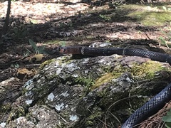 Lampropeltis micropholis