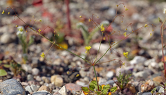 Eriogonum contiguum
