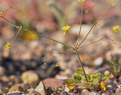 Eriogonum contiguum