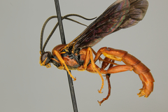 Ichneumon cupitus