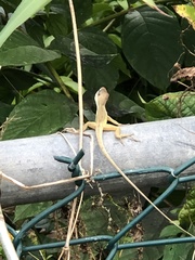 Anolis pulchellus