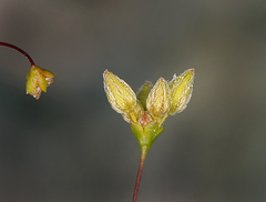 Eriogonum contiguum