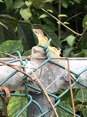 Anolis pulchellus