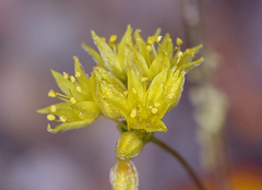 Eriogonum contiguum