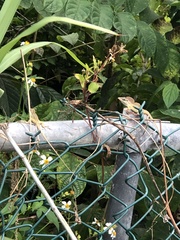 Anolis pulchellus