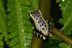 Osteocephalus mimeticus