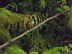 Furnarius rufus