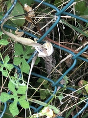 Anolis pulchellus