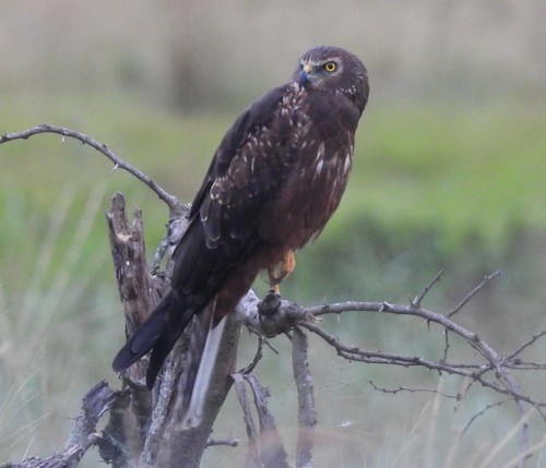 African Marsh Harrier