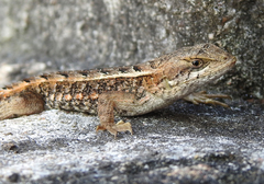 Sceloporus squamosus