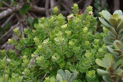 Eugenia capensis