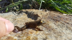 Glandirana emeljanovi