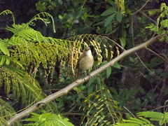 Furnarius rufus