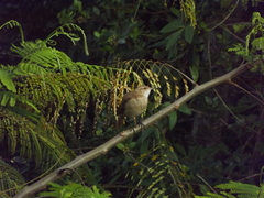 Furnarius rufus