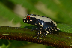 Osteocephalus mimeticus