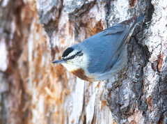Krueper's Nuthatch photo 3