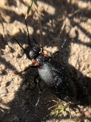 Physomeloe corallifer