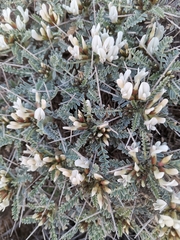 Astragalus tragacantha