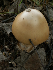 Amanita flavescens