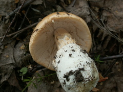 Amanita flavescens