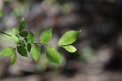 Carpinus caroliniana image